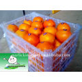 Fresh Navel Orange dans un panier en plastique de 15 kg